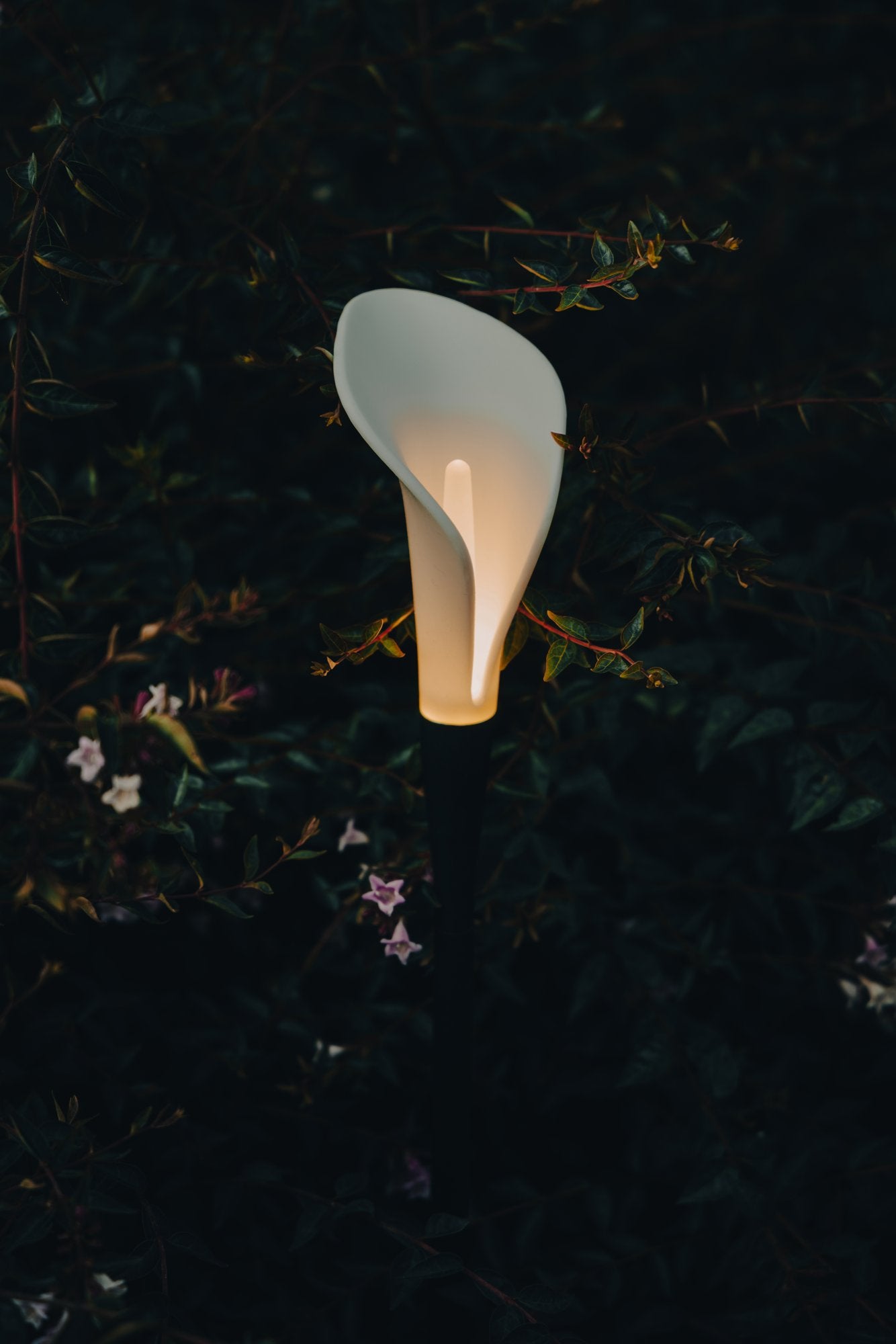 Photographie officielle Contardi — Bloom
