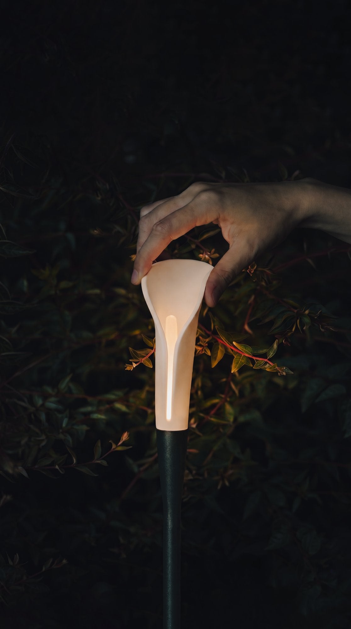 Photographie officielle Contardi — Bloom