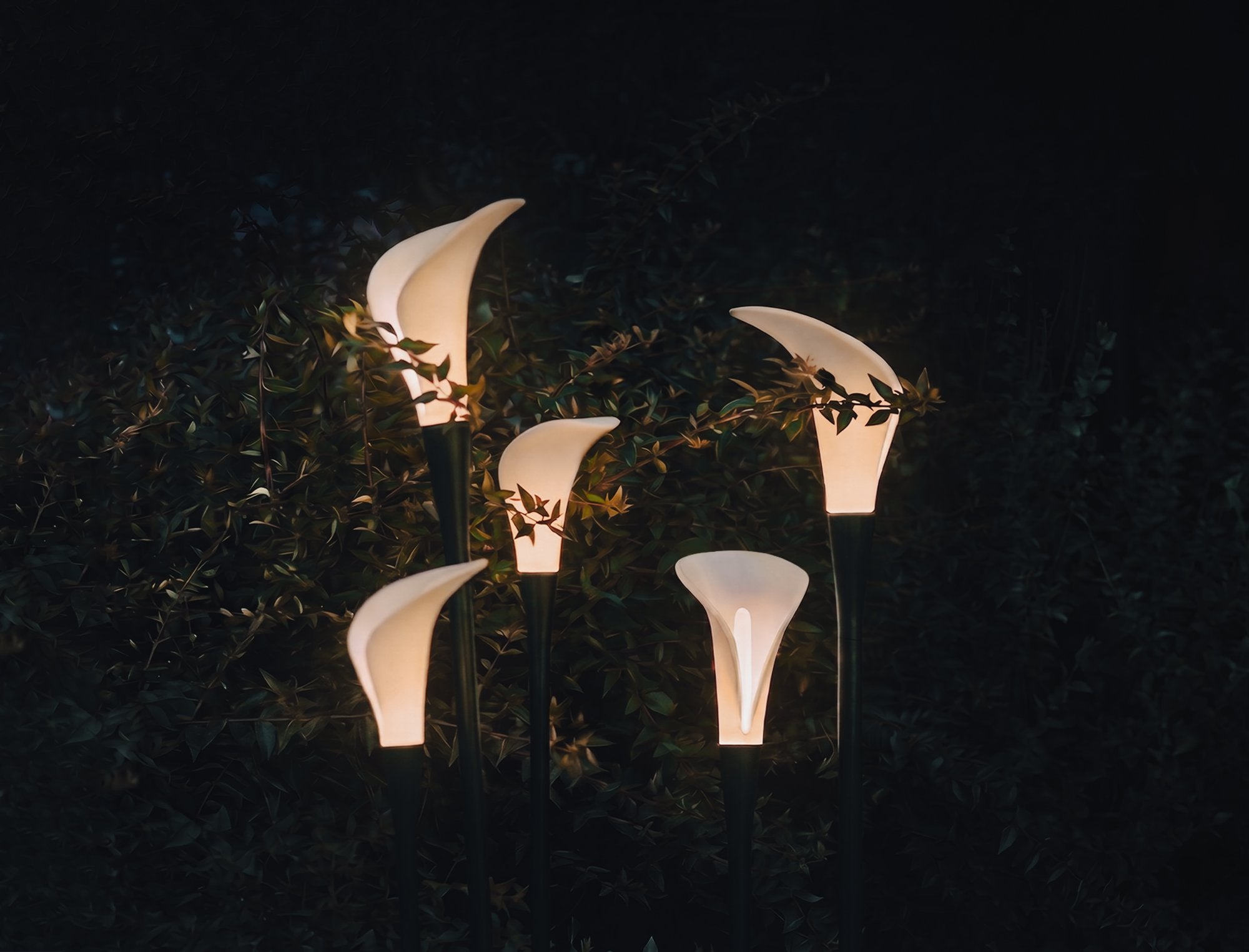 Photographie officielle Contardi — Bloom