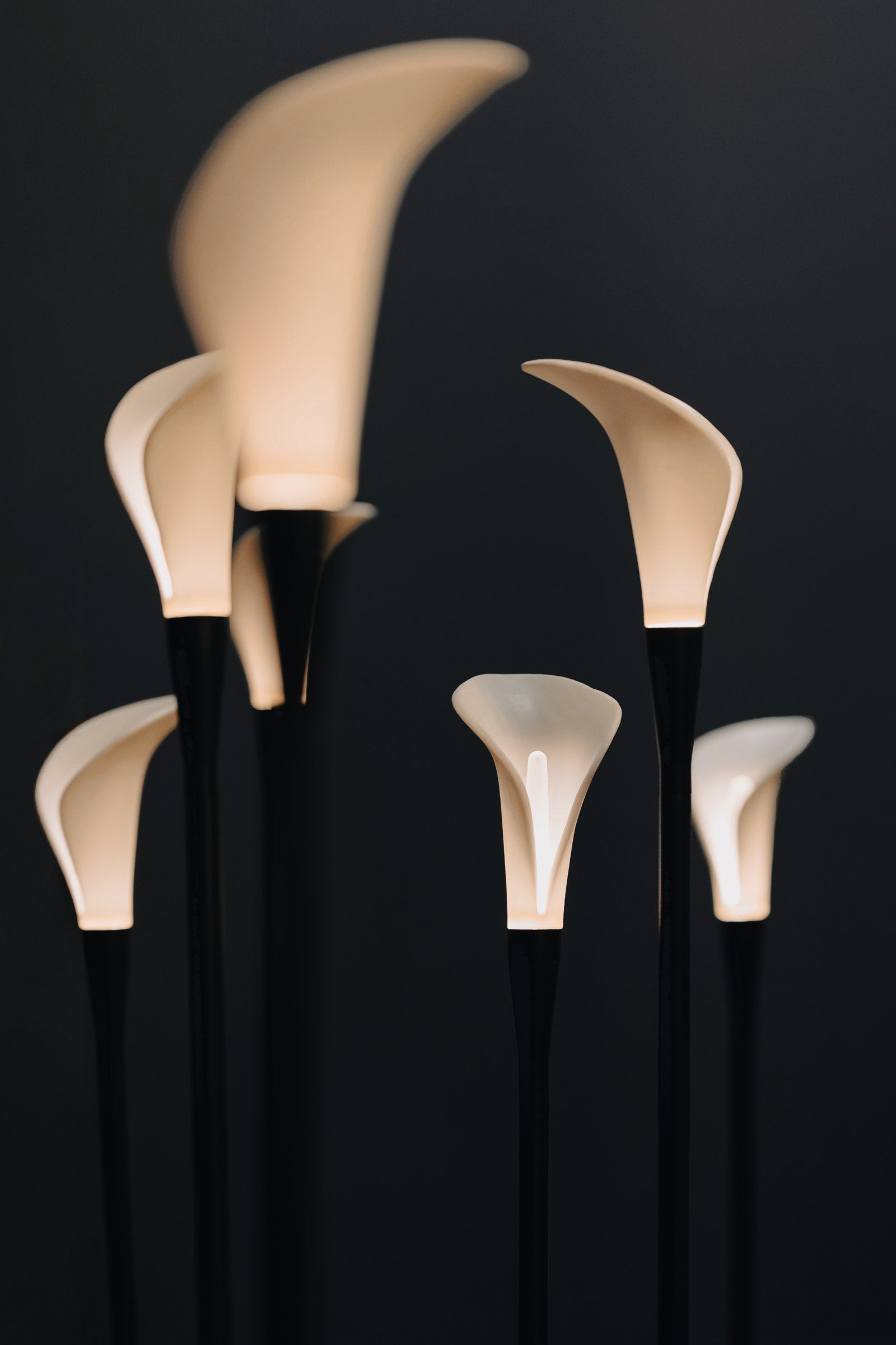 Photographie officielle Contardi — Bloom
