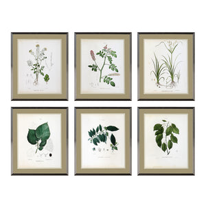 Eichholtz Prints Botanica Set Of 6 Accessoire-Decoration Botanica Eichholtz Print Tableux_Cadre